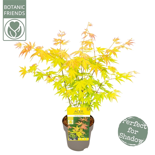 <h4>Acer palm. 'Orange Dream'</h4>