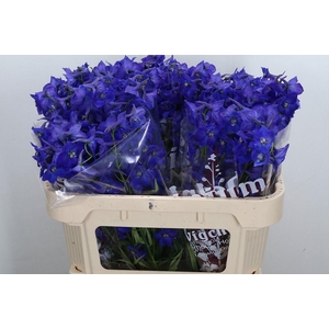 Delphinium EN 'Atlantis'