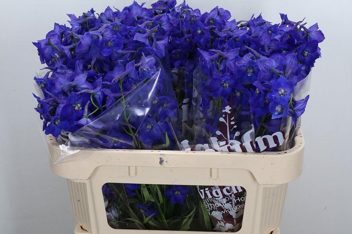<h4>Delphinium EN 'Atlantis'</h4>