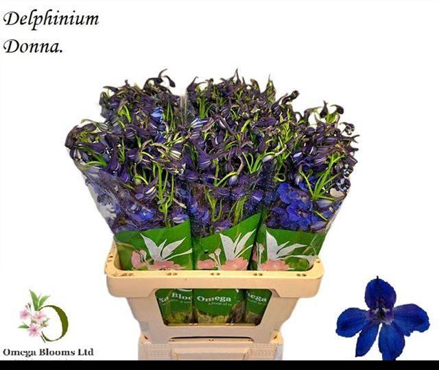 <h4>DELPH EN DONNA</h4>