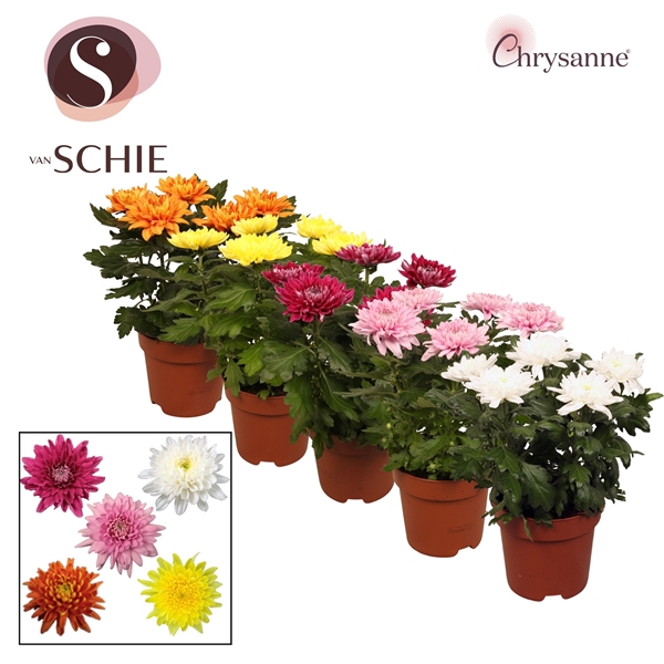 <h4>Chrysanthemum Indicum Grp Supernova Gemengd</h4>