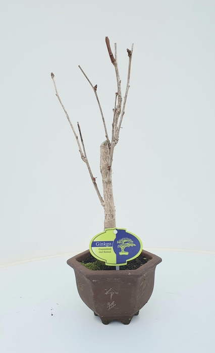 <h4>ginkgo biloba broom in hexagon pot</h4>