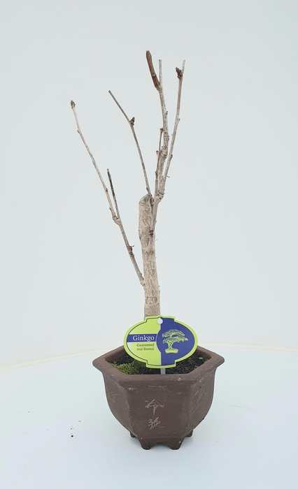 <h4>ginkgo biloba broom in hexagon pot</h4>