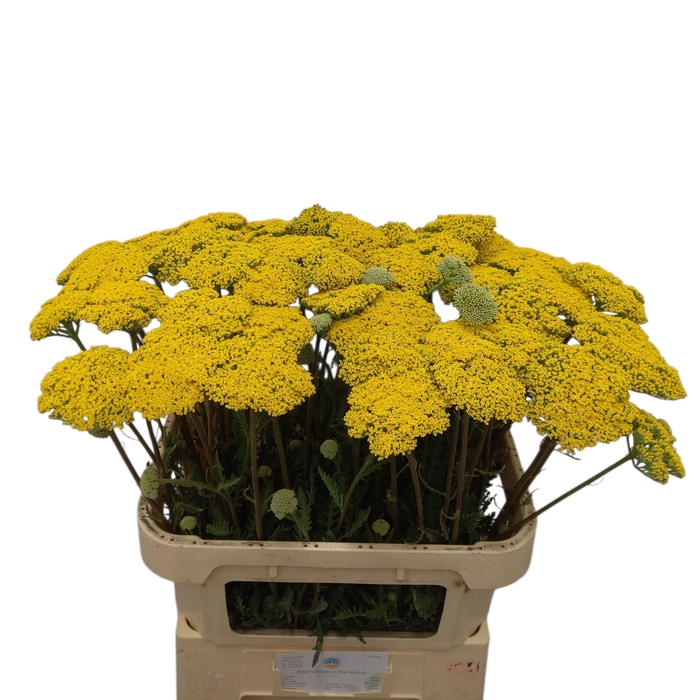 <h4>ACHIL F PARK VARIETY</h4>