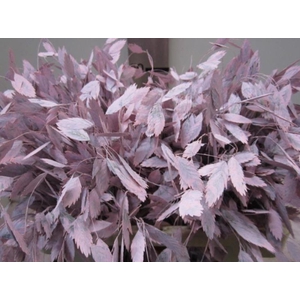 Chasmanthium Licht Rose