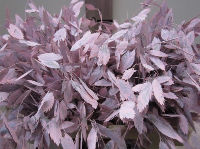 <h4>Chasmanthium Licht Rose</h4>