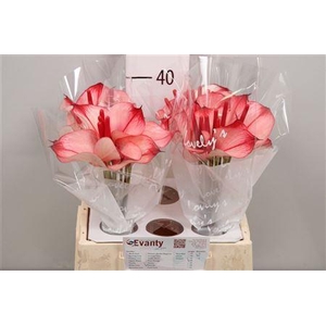 Anth Pr Ama Hot Lips 40 L35