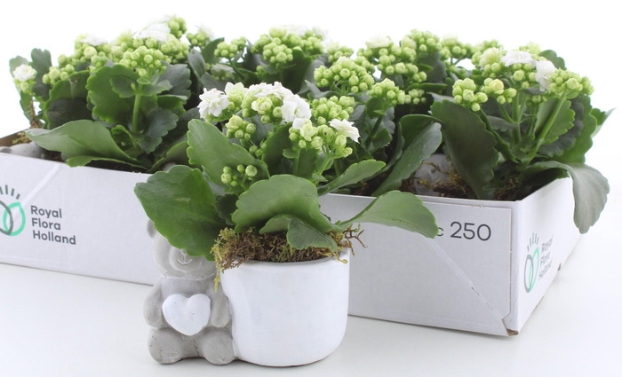 <h4>ARR KALANCHOE</h4>