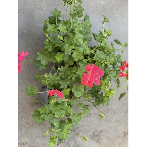 PELARGONIUM PELTATUM-HYBRID p12