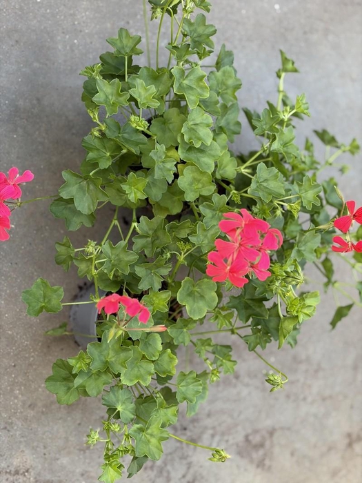 <h4>PELARGONIUM PELTATUM-HYBRID p12</h4>
