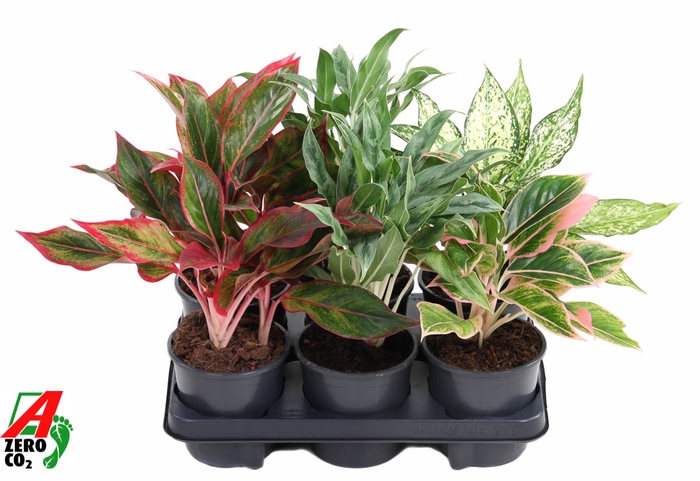 Aglaonema Gemengd