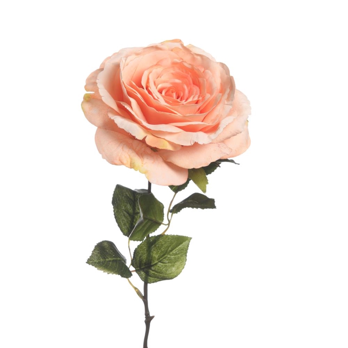 <h4>Af Rosa Giant L56cm Peach</h4>