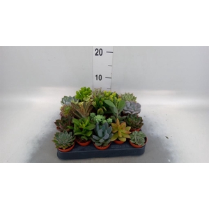 Succulents   ...