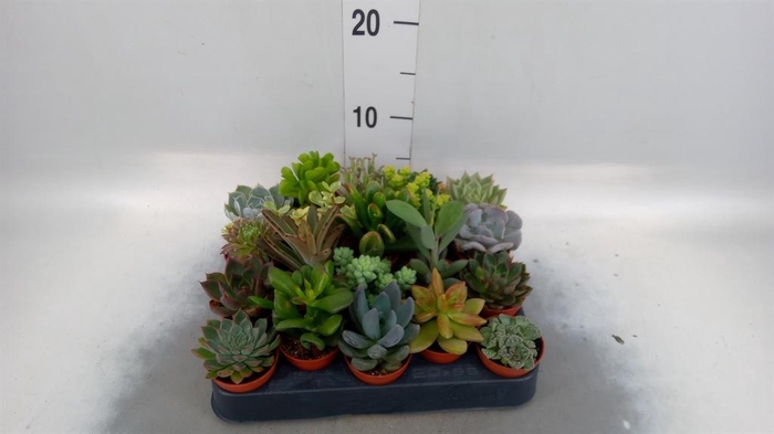 <h4>Succulents   ...</h4>