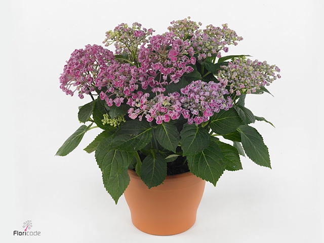 Hydrangea mac. 'Curly Wurly'