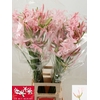 Nerine Sofie