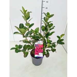 Aronia arbutifolia