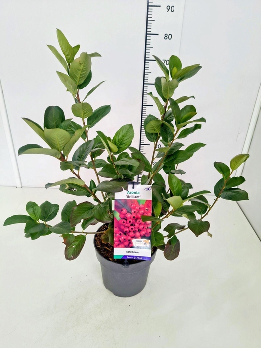 <h4>Aronia arbutifolia</h4>