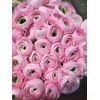 RANUNCULUS CLOONEY LADY