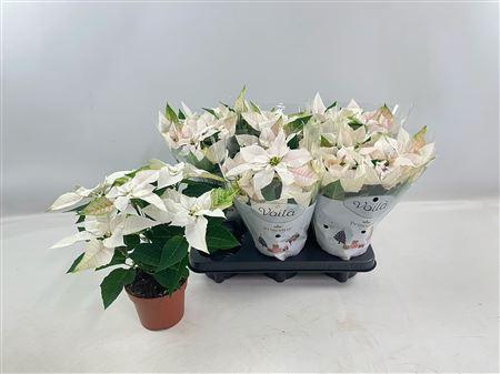 <h4>Euphor P Pri Pearl 5+</h4>