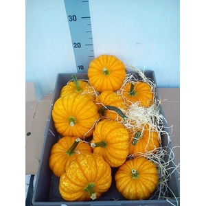 Cucurbita   ...