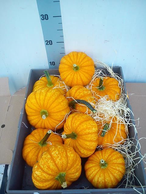 <h4>Cucurbita   ...</h4>