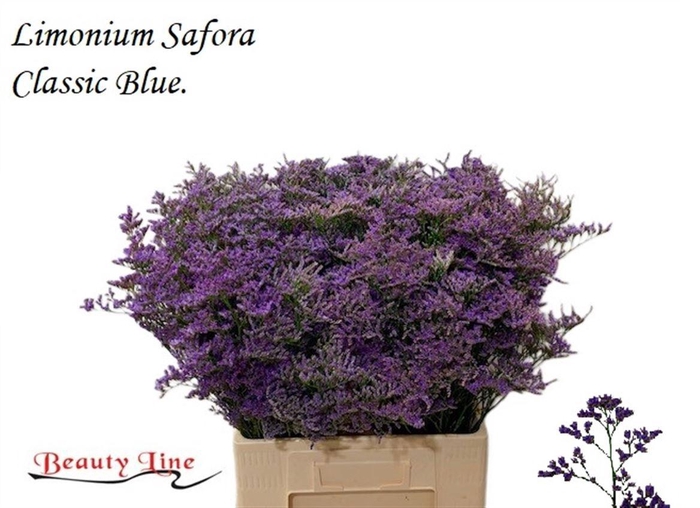 <h4>LIM SAF CLASSIC BLUE</h4>