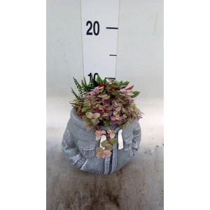 Arr.   Kamerplant Groen L%