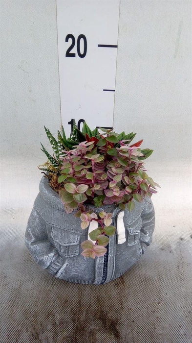 <h4>Arr.   Kamerplant Groen L%</h4>