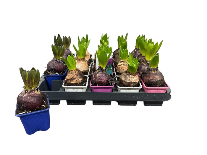 <h4>HYACIN ORIENTAL GEM</h4>