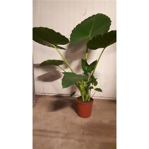 Alocasia macrorrhiza