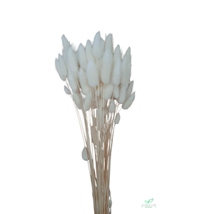 DRIED FLOWERS - LAGURUS BLEACHED SUPERWHITE 50GR