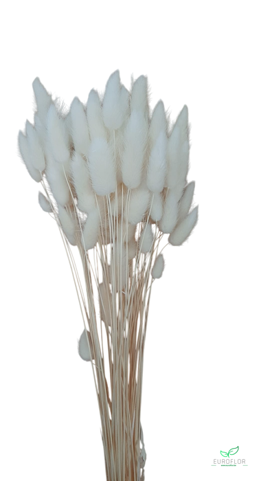 DRIED FLOWERS - LAGURUS BLEACHED SUPERWHITE 50GR
