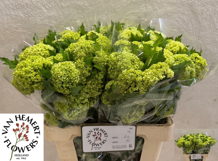 <h4>VIBURNUM ROSEUM ST</h4>