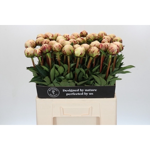 Paeonia Odile