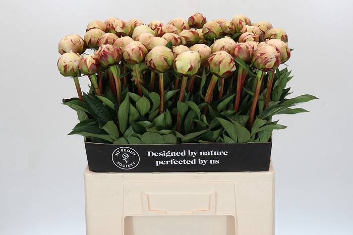 <h4>Paeonia Odile</h4>