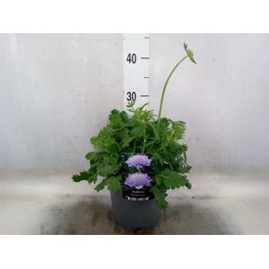Scabiosa columb.