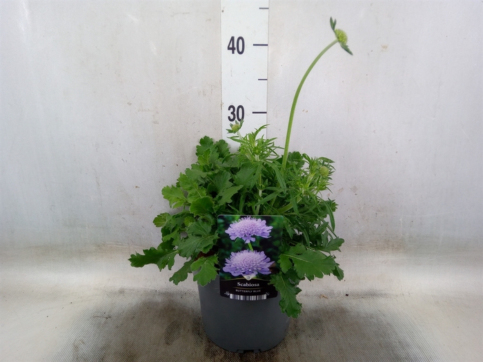 <h4>Scabiosa columb.</h4>