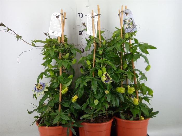 <h4>Passiflora caerul.</h4>