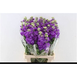 Matth Iron Purple