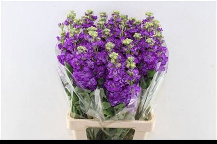<h4>Matth Iron Purple</h4>