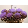 Cynara Paars Bloei