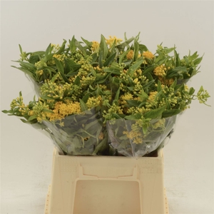Asclepias tuberosa Hello Yellow
