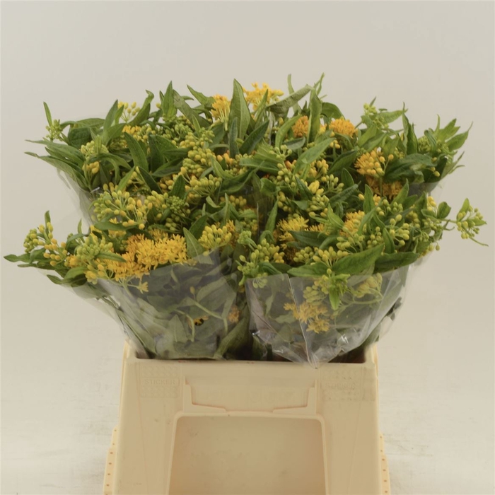 <h4>Asclepias tuberosa Hello Yellow</h4>