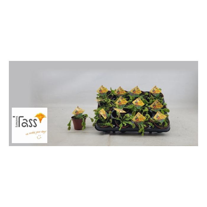 <h4>DIONAEA MUSCIPULA</h4>