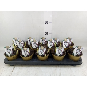 Galanthus nivalis ...in pot