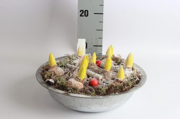 <h4>ARR HYACINTH</h4>