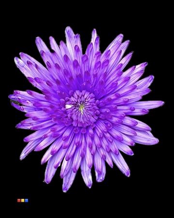 Chr G Topspin Lilac