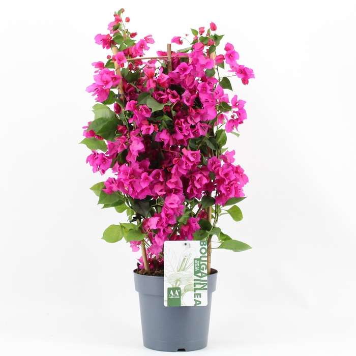 <h4>Bougainvillea 'Sanderiana' op rek P19</h4>