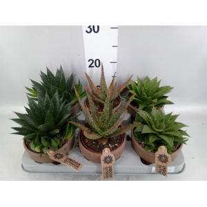 Aloe   ...mix